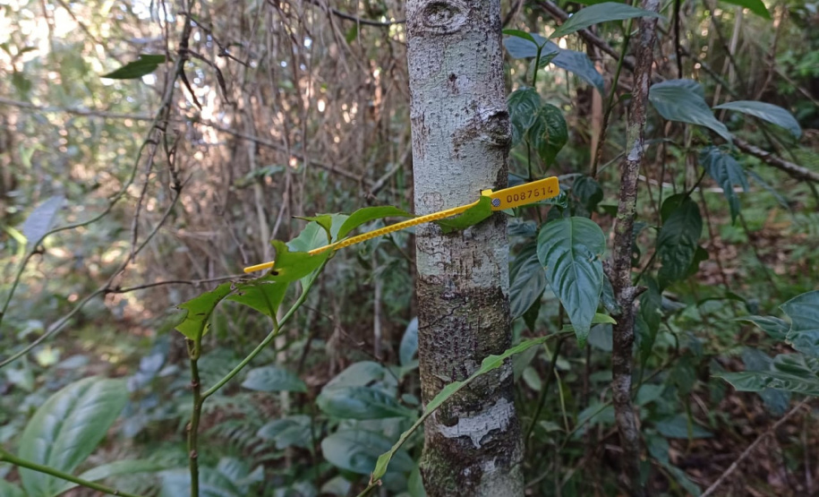 Obra da Ponte de Guaratuba inclui monitoramento da flora para preservação do meio ambiente