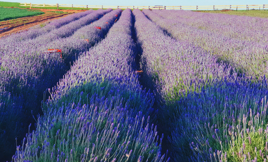 IDR ROTA DAS LAVANDAS