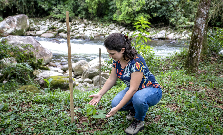 PORTOS DO PARANÁ ÁREA FLORESTAL