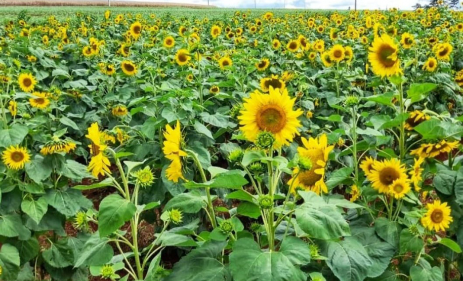 IDR ROTA DAS LAVANDAS