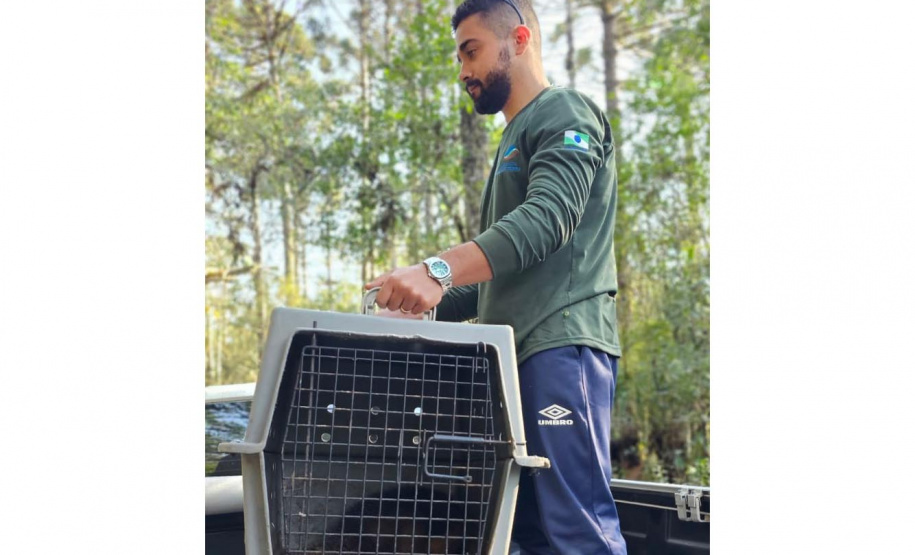 Após passar por exames clínicos, tamanduá-mirim pôde ser solto na natureza.