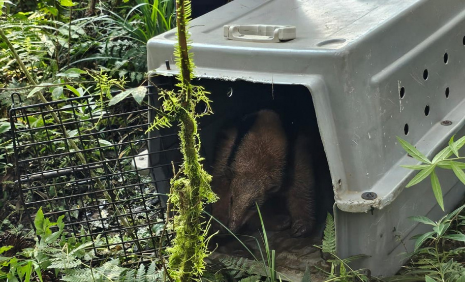 Após passar por exames clínicos, tamanduá-mirim pôde ser solto na natureza.