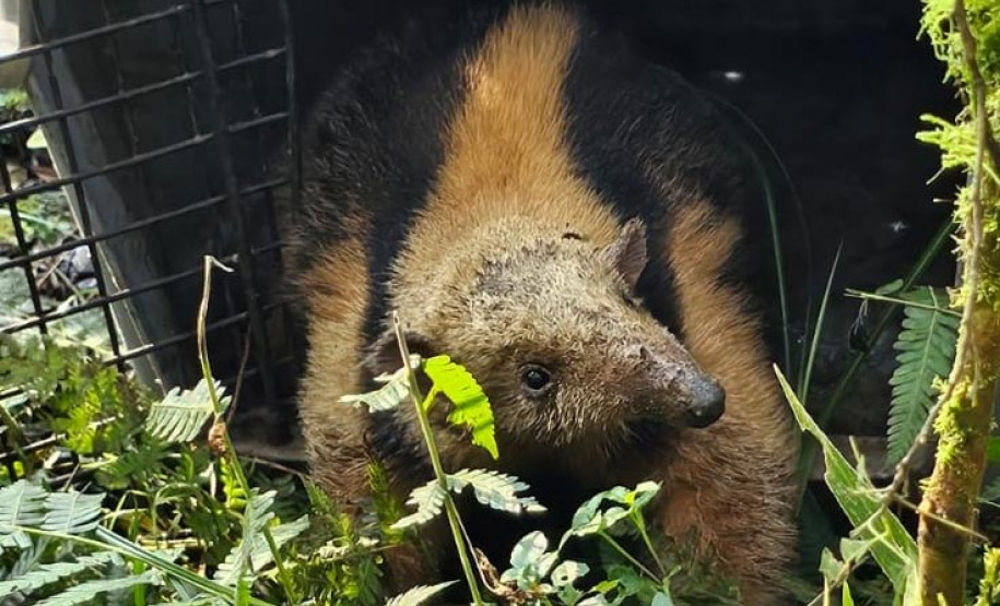 Após passar por exames clínicos, tamanduá-mirim pôde ser solto na natureza.