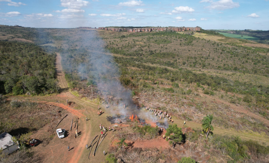 Ação de controle do pinus limpou em junho 11,2 hectares do Parque Estadual de Vila Velha