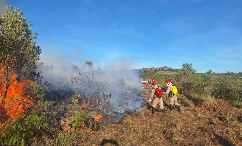 Ação de controle do pinus limpou em junho 11,2 hectares do Parque Estadual de Vila Velha
