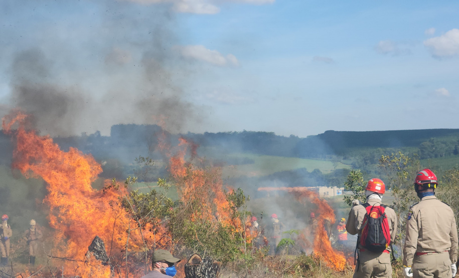 Ação de controle do pinus limpou em junho 11,2 hectares do Parque Estadual de Vila Velha