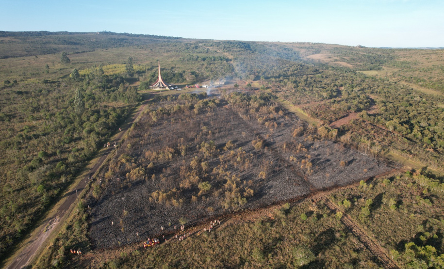 Ação de controle do pinus limpou em junho 11,2 hectares do Parque Estadual de Vila Velha