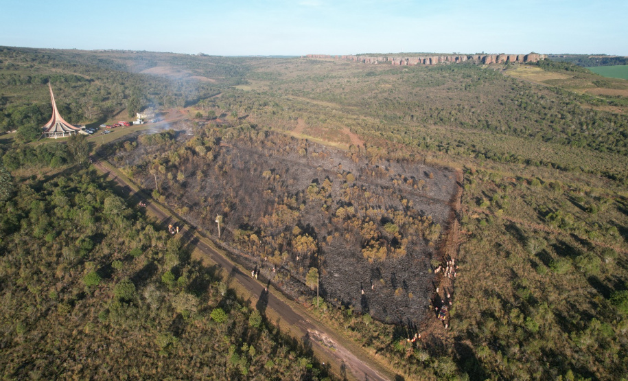 Ação de controle do pinus limpou em junho 11,2 hectares do Parque Estadual de Vila Velha