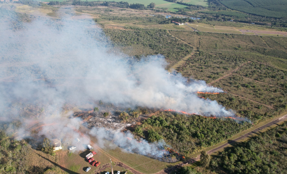 Ação de controle do pinus limpou em junho 11,2 hectares do Parque Estadual de Vila Velha