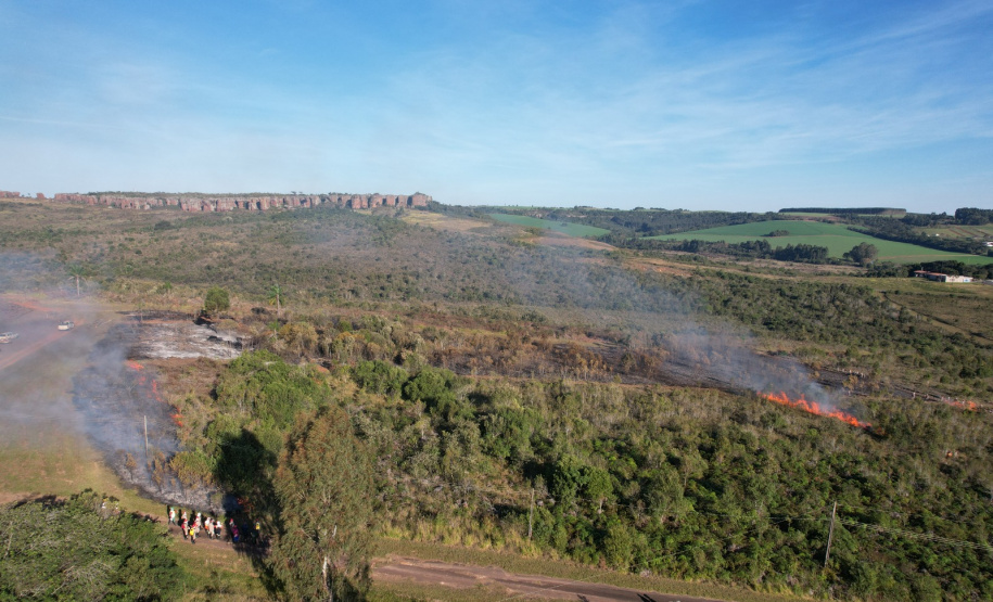 Ação de controle do pinus limpou em junho 11,2 hectares do Parque Estadual de Vila Velha
