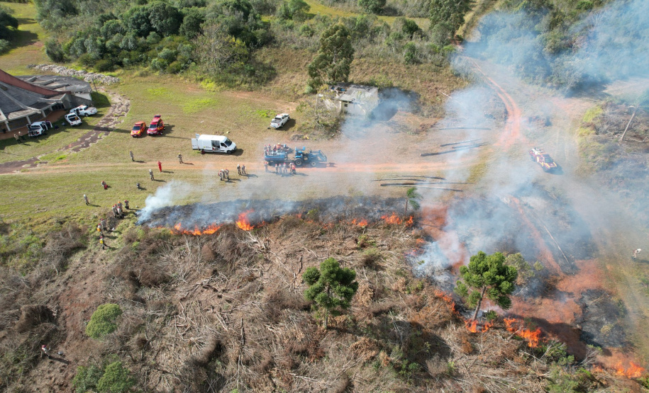 Ação de controle do pinus limpou em junho 11,2 hectares do Parque Estadual de Vila Velha