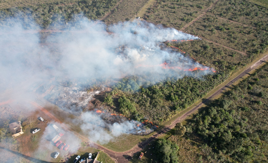 Ação de controle do pinus limpou em junho 11,2 hectares do Parque Estadual de Vila Velha