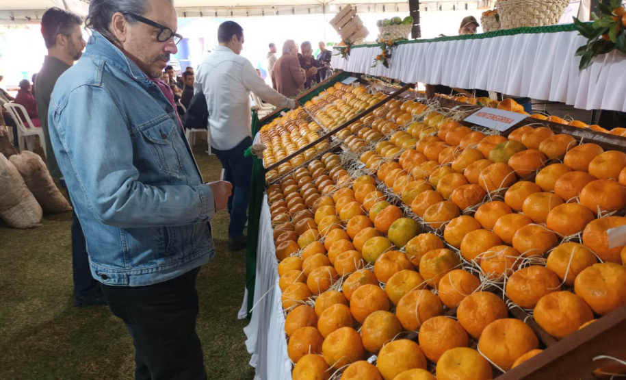 Cerro Azul promove Festa da Ponkan com apoio do Governo do Estado
