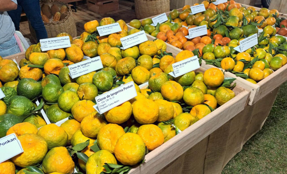 Cerro Azul promove Festa da Ponkan com apoio do Governo do Estado