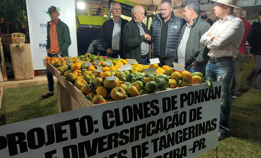 Cerro Azul promove Festa da Ponkan com apoio do Governo do Estado