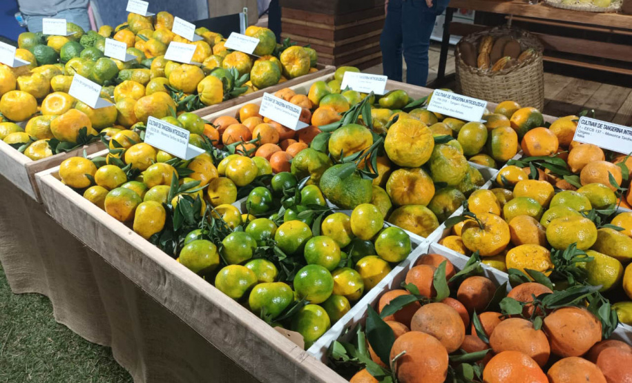Cerro Azul promove Festa da Ponkan com apoio do Governo do Estado