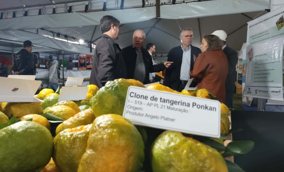 Cerro Azul promove Festa da Ponkan com apoio do Governo do Estado