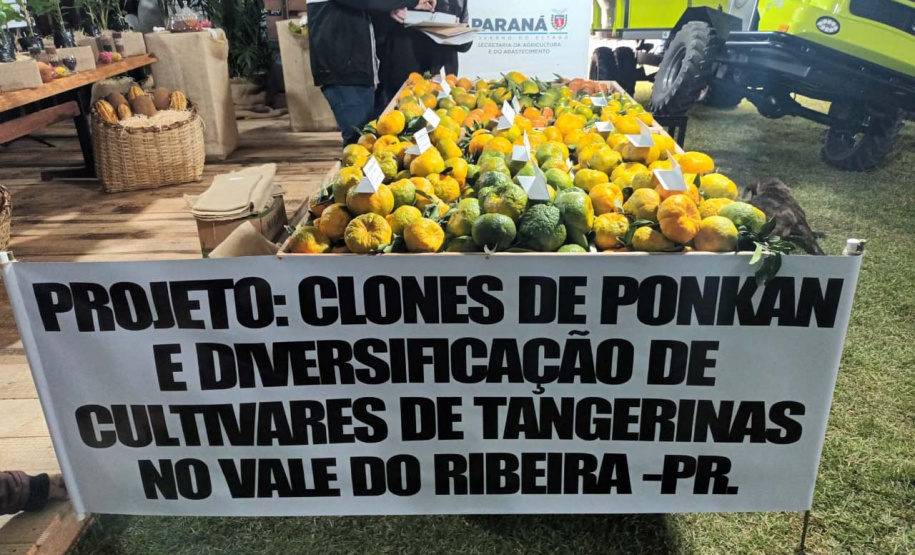 Cerro Azul promove Festa da Ponkan com apoio do Governo do Estado