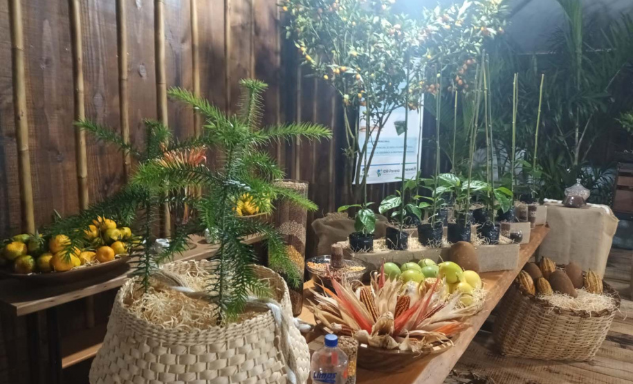 Cerro Azul promove Festa da Ponkan com apoio do Governo do Estado