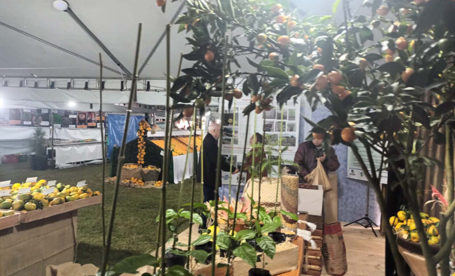 Cerro Azul promove Festa da Ponkan com apoio do Governo do Estado