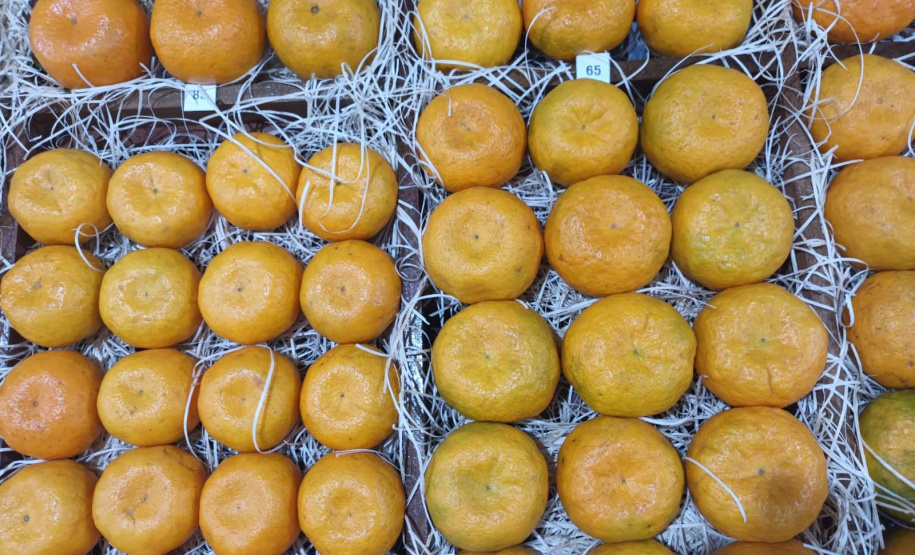 Cerro Azul promove Festa da Ponkan com apoio do Governo do Estado