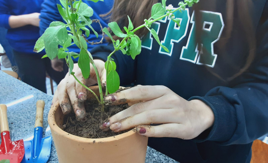 Sanepar apresenta à comunidade técnicas de cultivo de Plantas Alimentícias Não Convencionais (Pancs) e Plantas Medicinais