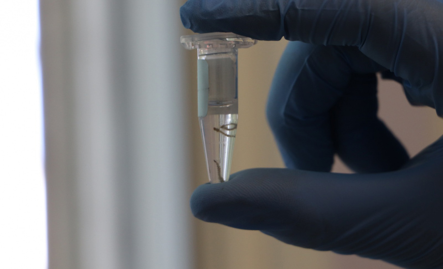 SESA COMBATE A DENGUE LONDRINA