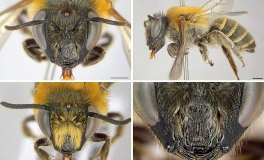 Docente da Unicentro descobre nova espécie de abelha no Parque Municipal das Araucárias