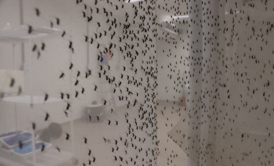 SESA COMBATE A DENGUE LONDRINA