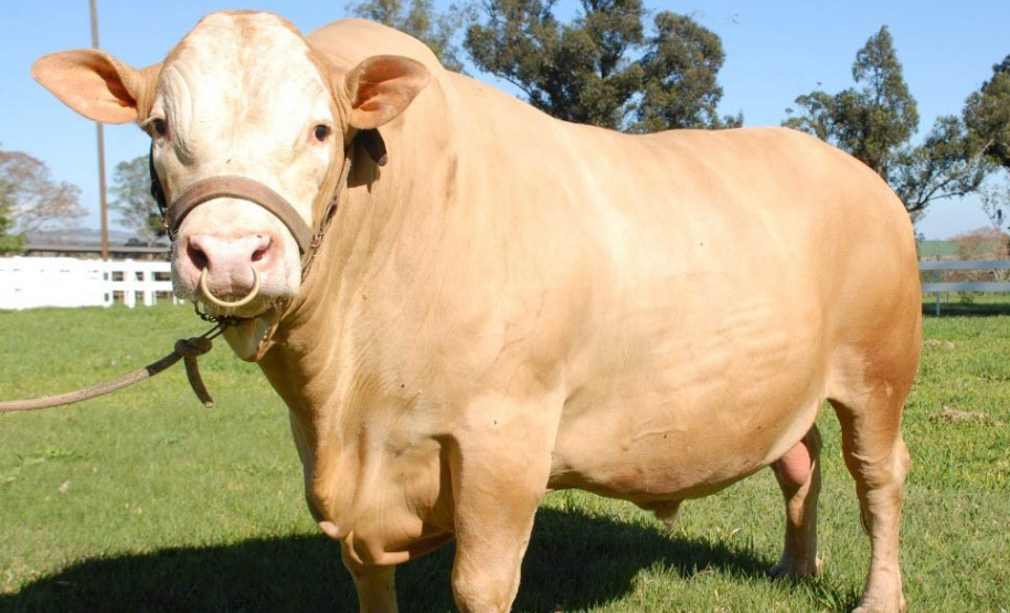 Em expansão, raça Purunã terá projeto de aprimoramento