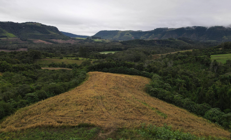 Técnicos do IAT aplicaram quase R$ 7 milhões em multa por desmatamento ilegal na região de Guarapuava.