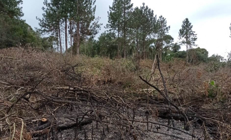 Técnicos do IAT aplicaram quase R$ 7 milhões em multa por desmatamento ilegal na região de Guarapuava.