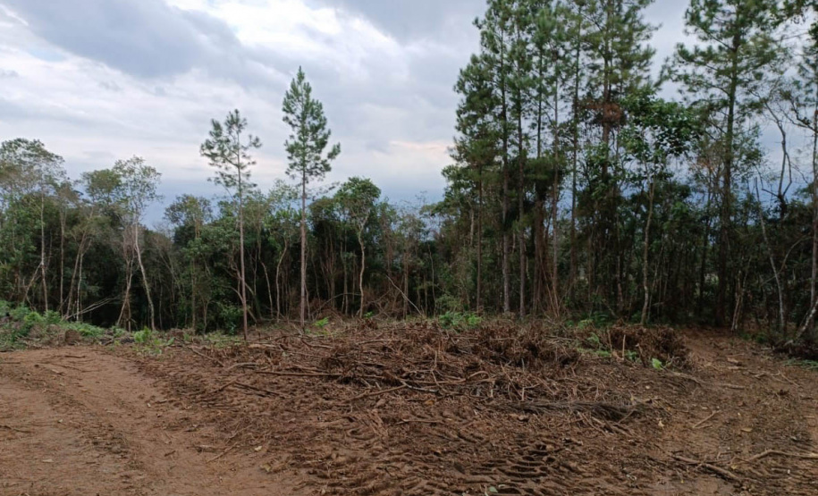 Técnicos do IAT aplicaram quase R$ 7 milhões em multa por desmatamento ilegal na região de Guarapuava.