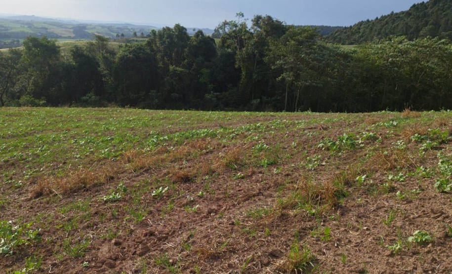 Técnicos do IAT aplicaram quase R$ 7 milhões em multa por desmatamento ilegal na região de Guarapuava.