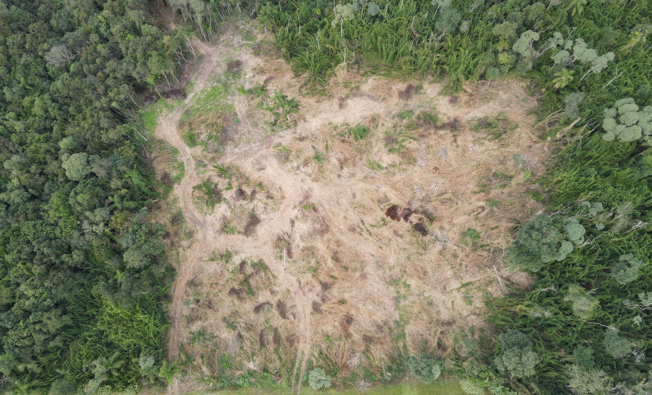 Técnicos do IAT aplicaram quase R$ 7 milhões em multa por desmatamento ilegal na região de Guarapuava.