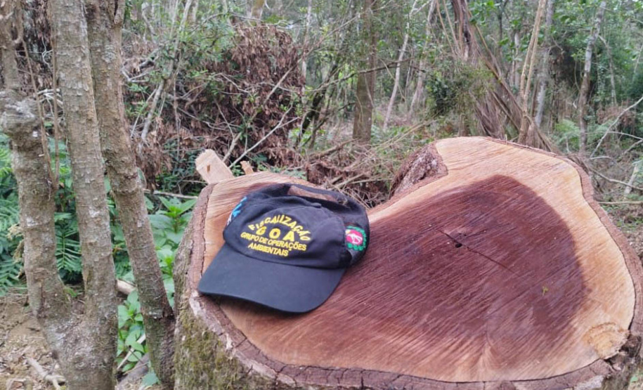 Técnicos do IAT aplicaram quase R$ 7 milhões em multa por desmatamento ilegal na região de Guarapuava.