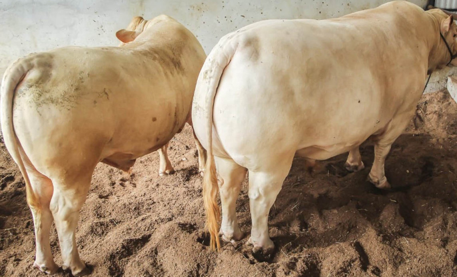 Em expansão, raça Purunã terá projeto de aprimoramento