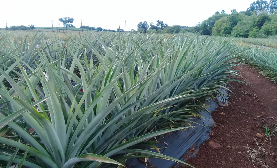 Abacaxi orgânico é a aposta de produtores do Noroeste