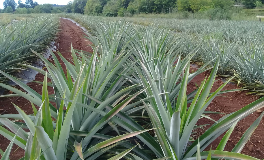 Abacaxi orgânico é a aposta de produtores do Noroeste