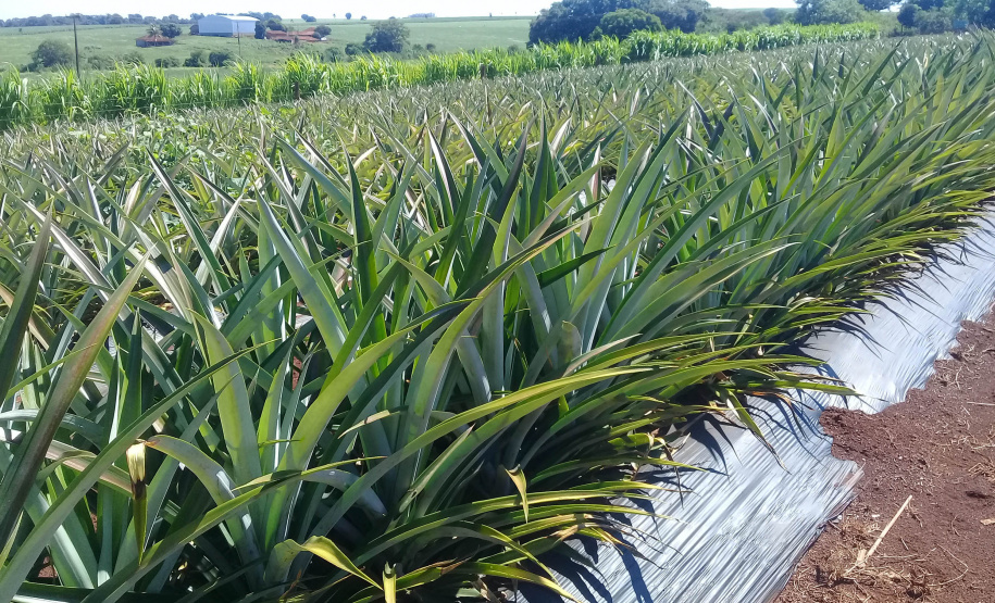 Abacaxi orgânico é a aposta de produtores do Noroeste