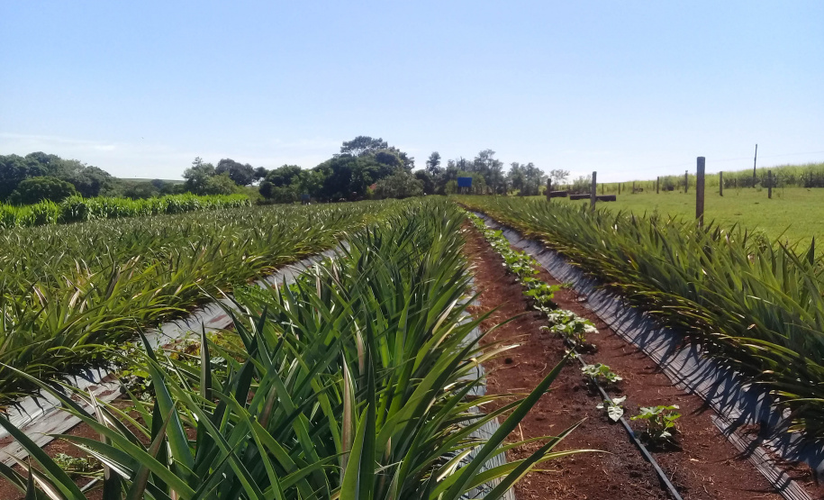 Abacaxi orgânico é a aposta de produtores do Noroeste