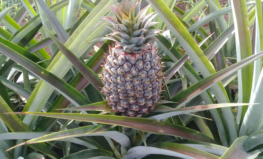 Abacaxi orgânico é a aposta de produtores do Noroeste