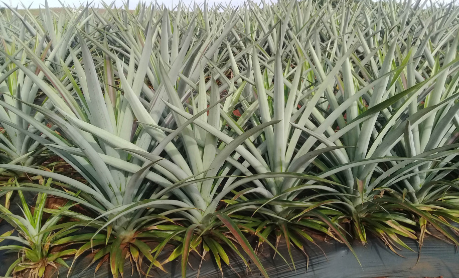 Abacaxi orgânico é a aposta de produtores do Noroeste