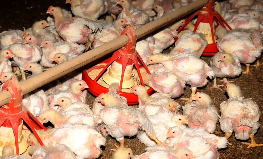 CRIAÇÃO DE FRANGOS