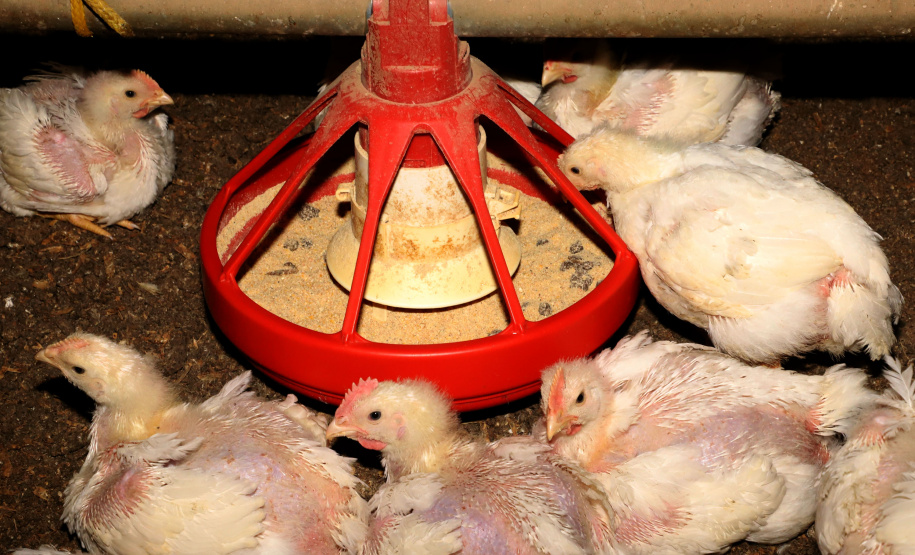 CRIAÇÃO DE FRANGOS