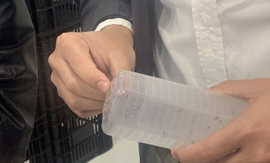 Paraná solta os primeiros mosquitos do “Método Wolbachia” na inauguração da biofábrica, em Foz do Iguaçu