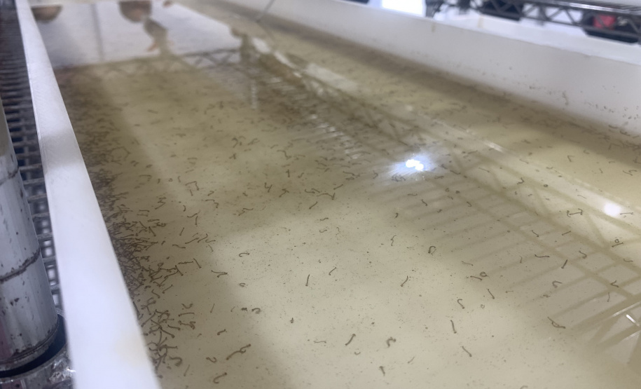 Paraná solta os primeiros mosquitos do “Método Wolbachia” na inauguração da biofábrica, em Foz do Iguaçu