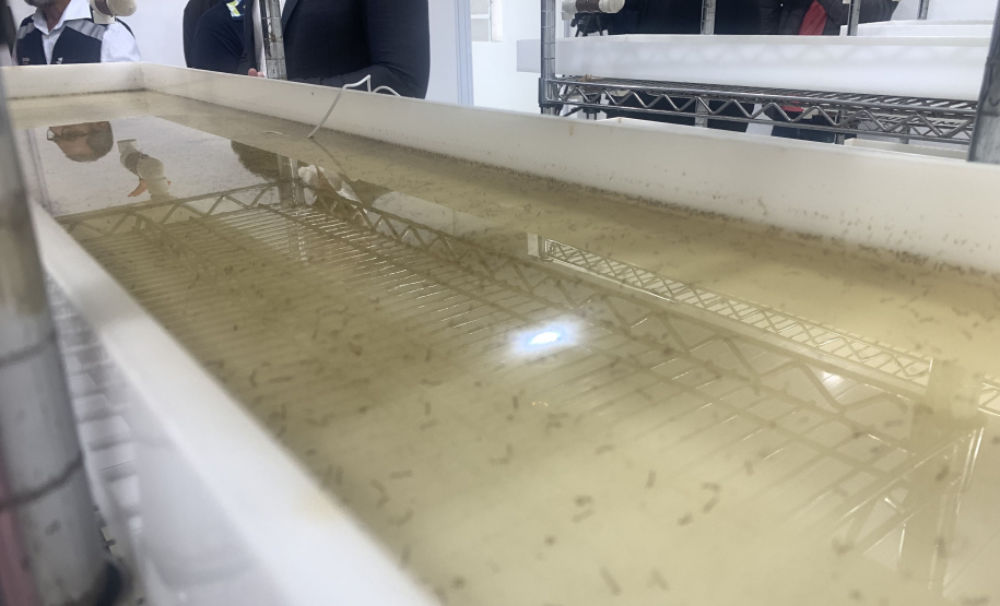 Paraná solta os primeiros mosquitos do “Método Wolbachia” na inauguração da biofábrica, em Foz do Iguaçu