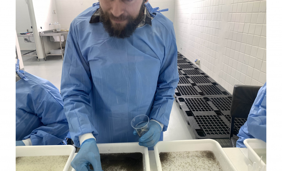 58 milhões de wolbitos devem ajudar Londrina no combate às arboviroses