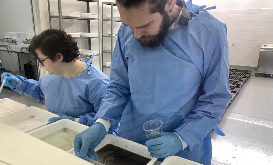 58 milhões de wolbitos devem ajudar Londrina no combate às arboviroses